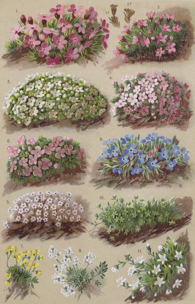 Flore alpine - European School